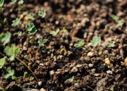 【土壤改良】有机农业的核心在于恢复土壤的营养