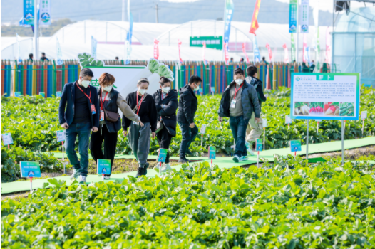 超2500个蔬菜品种集中亮相！ 2022厦门种业博览会今日盛大开幕！