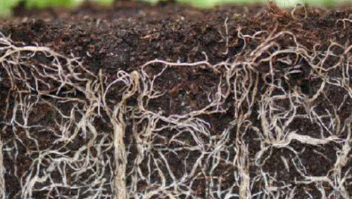 怎样判断土壤中含有腐殖质呢？