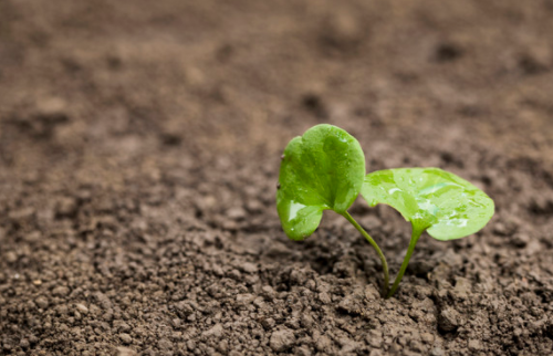 土壤增加1％有机质需要多少有机肥？