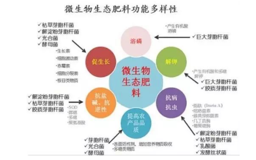 生物有机肥为何能改善农产品品质、提高土壤肥力？这篇文章终于说明白了！