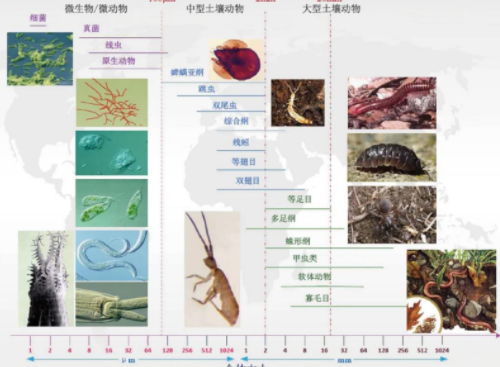 虽“土” 但“富” 守护土壤中的大千世界