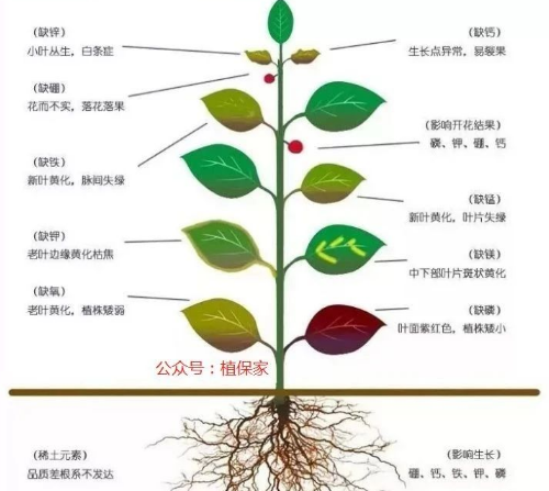 别再只上氮磷钾了，原来土壤最缺的是它→