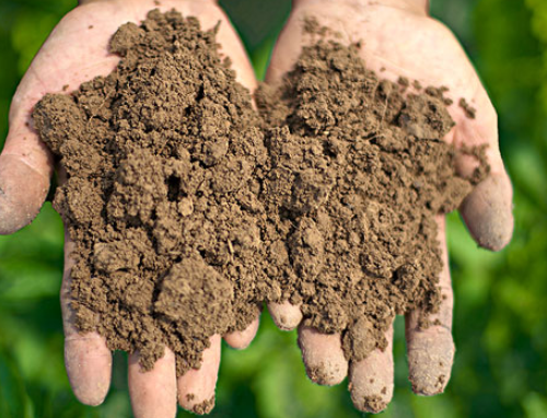 土壤中的它，比氮磷钾更重要！却被你忽略了