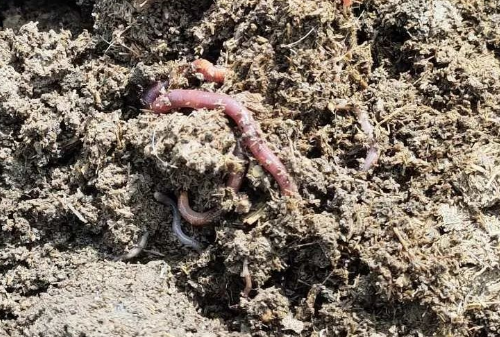 土壤里的蚯蚓，成为评价耕地质量的指标！