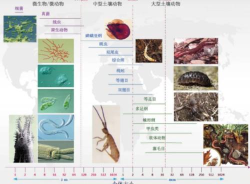 虽“土” 但“富” 守护土壤中的大千世界