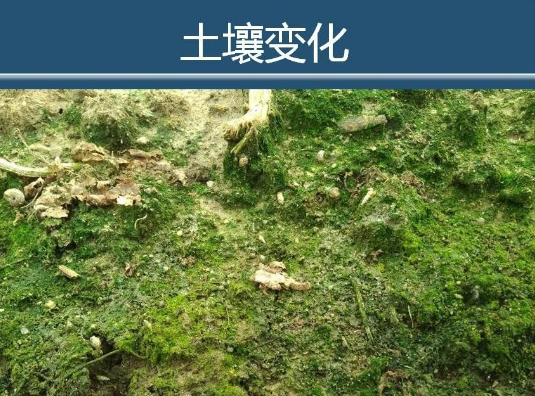 土壤都坏了，再不改，庄稼肯定没救了！