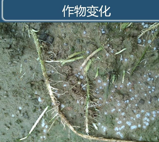 土壤都坏了，再不改，庄稼肯定没救了！