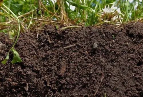 植物对土壤也有什么作用？
