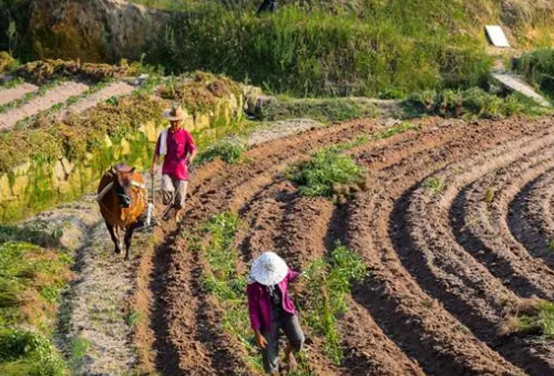 耕作和土壤生态：可持续农业的合作伙伴
