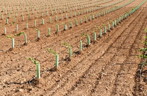 土壤改良确保作物增产高品质！