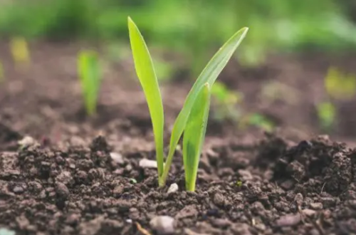 土壤的神秘力量：解密种植中土壤的重要性