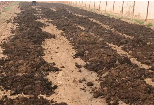 菌肥施入土壤多久菌会死？
