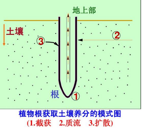 肥料施到地里多久能吸收？