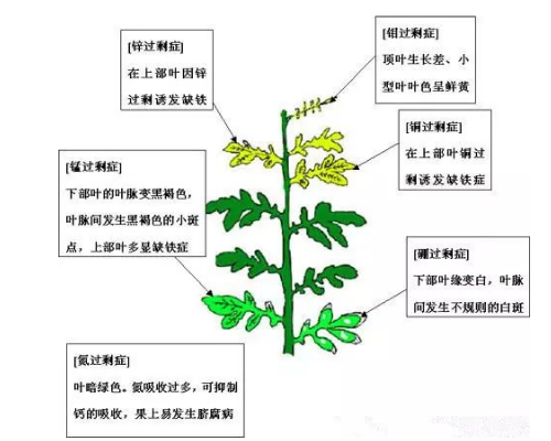 肥料施到地里多久能吸收？