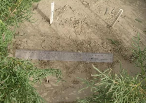 土壤改良的过程中有哪些好办法可以将盐分降下来？