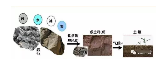 土壤—植物营养—人体健康的关系