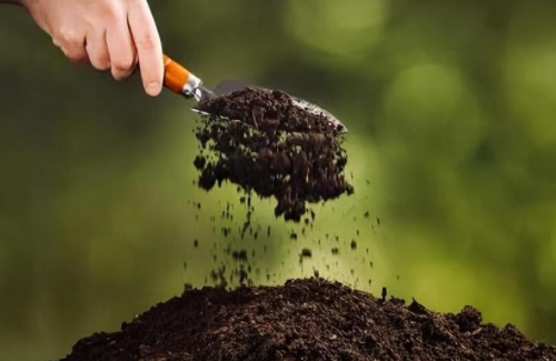土壤的力量：了解土壤对植物生长的重要影响