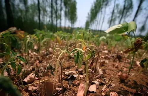 有机质、腐植质、腐植酸到底有什么区别？