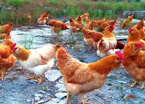 鸡粪有劲，但虫卵过多、易烧根，怎么才能让鸡粪安全无害呢？