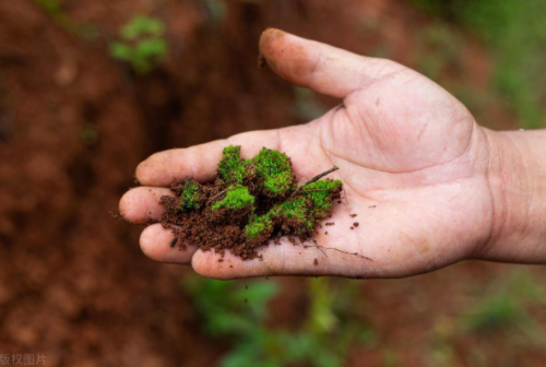 土壤的奥秘：抓一把土，了解我们的地球