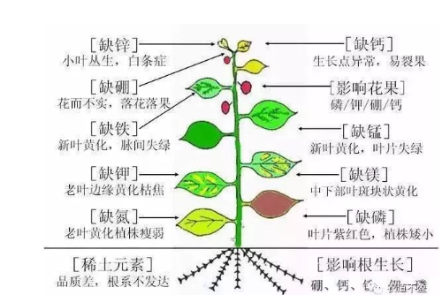 土壤—植物营养—人体健康的关系