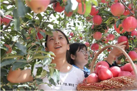 第十六届中国•陕西（洛川）国际苹果博览会新闻发布会在京举办 