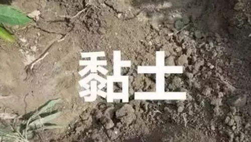 沙土、黏土、盐碱土，浇水施肥有讲究