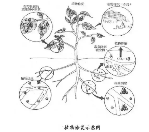 工农业污染土壤修复技术大全