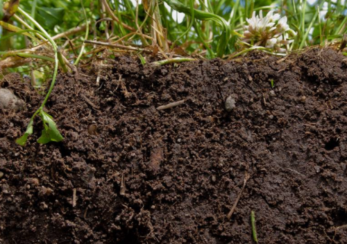 错误施肥导致土壤问题加重！