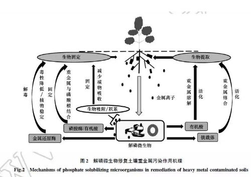 普及土壤修复技术的种类及优缺点