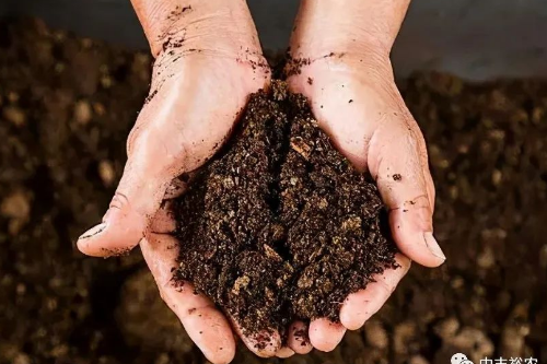 土壤板结的原因是什么？如何提高土壤的肥力