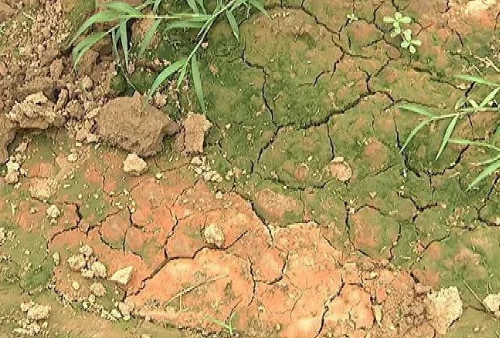 土壤板结的原因是什么？如何提高土壤的肥力