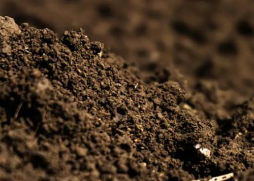 土壤含多少有机质才算正常？每种土都不一样→