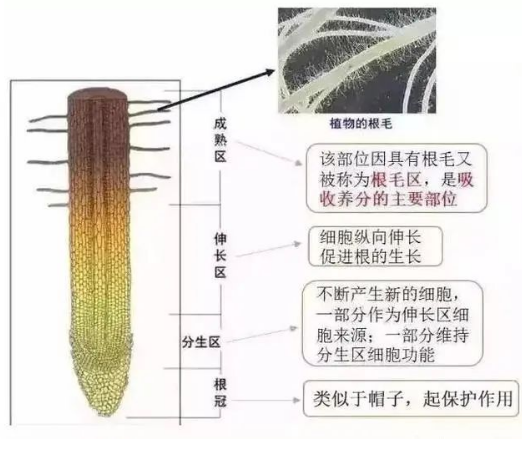 施100斤复合肥，85斤都浪费了，土壤“受伤”、根系“中毒”如何解？