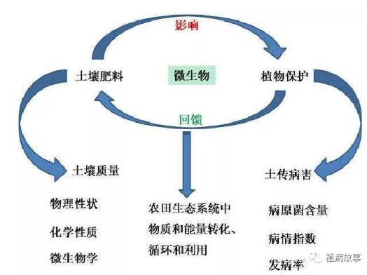 作物土传病害主要有哪些？发生原因和防治方法如何？