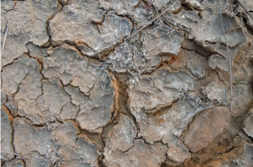 什么是土壤盐碱化？如何解决？