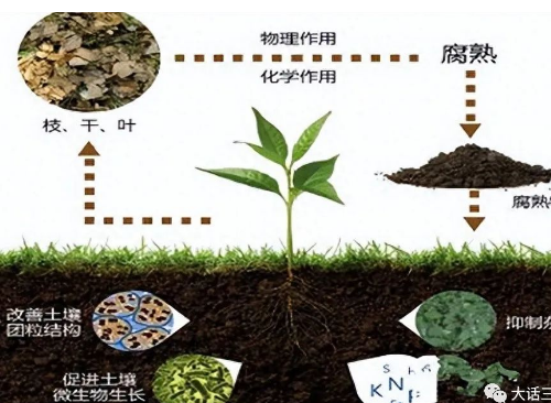 你的土壤“生病”了吗？土壤“生病”的症状有哪些？如何改善？