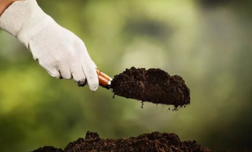 土壤对植物的作用（基础讲解）