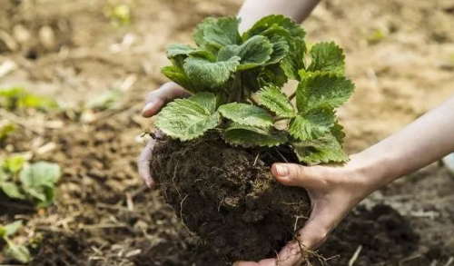 史上最全最完整的土壤知识！要想种出好水果，先从了解土壤开始！