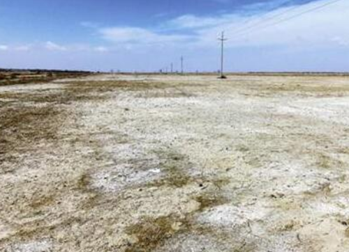 为什么盐碱地遇到降雨会出现死苗的情况？