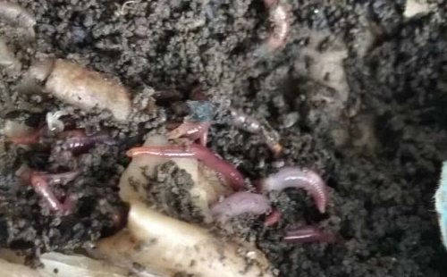 蚯蚓对土壤的作用有多重要？