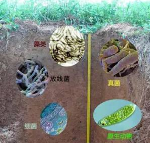 醒醒吧！这样的土壤，种啥也好不了！用再多化肥也白瞎！！
