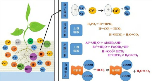 土壤盐碱化的改良