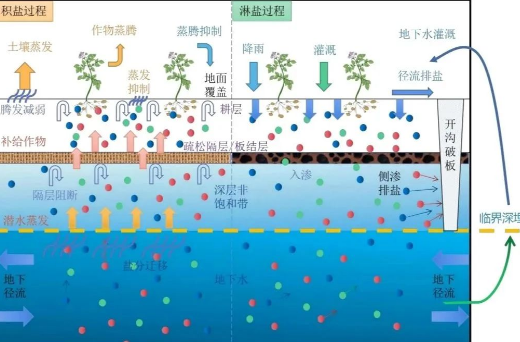 土壤盐碱化的改良