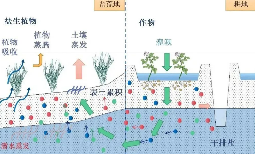 土壤盐碱化的改良