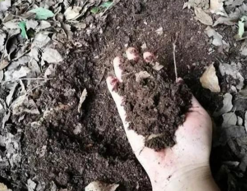土壤有机质的十三大作用