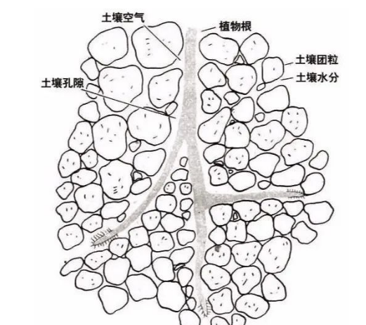 01  土壤的基本结构  土壤是由固体、液体、气体三种状态物质组成的疏松多孔结构，具有给植物生长发育提供养分