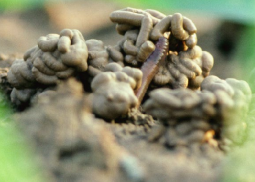 你所不知道的蚯蚓对土壤的10大好处