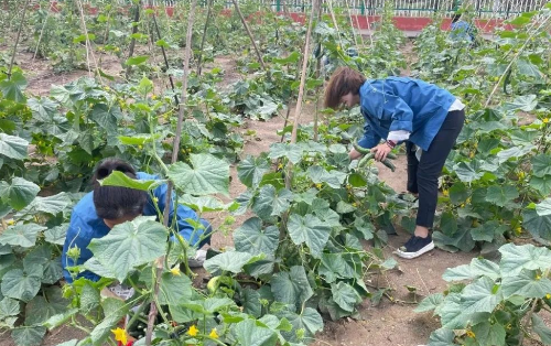 关注土壤改良，科学增产种植